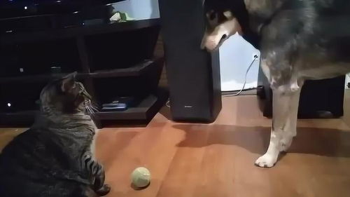狗狗找猫咪借球玩 