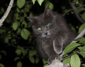 半夜听到猫惨叫预兆,晚上3点猫叫有什么预兆