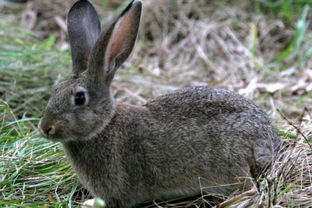 新西兰兔,新西兰种兔价格本场直销