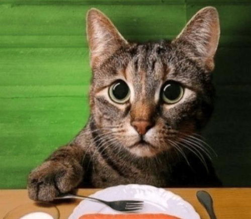 猫咪只吃素对身体有影响吗 这些可以告诉你,喂猫也有讲究