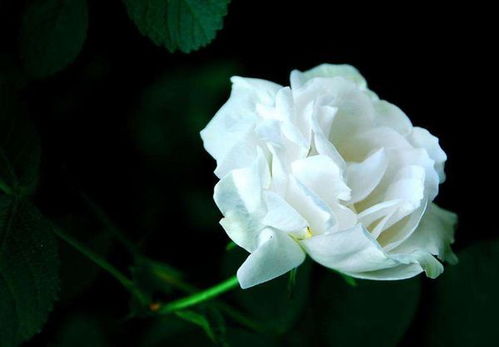 白玫瑰红玫瑰哪个才是爱,白玫瑰和红玫瑰分别代表什么？