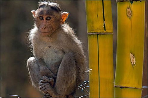 10猴9不全 揭秘80年生肖猴的毕生寿命,过了40岁后什么命