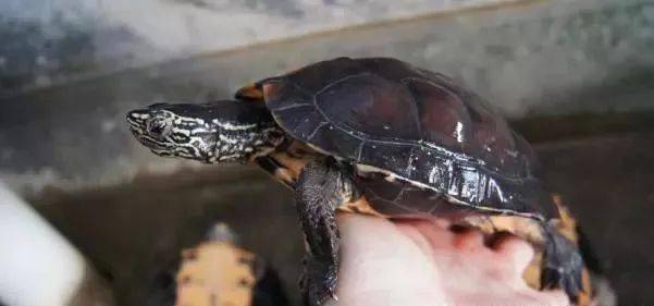 黑颈乌龟一只在市场价多少元（2022黑颈龟值得买吗）