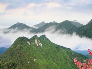 湖北黄冈蔡山古梅