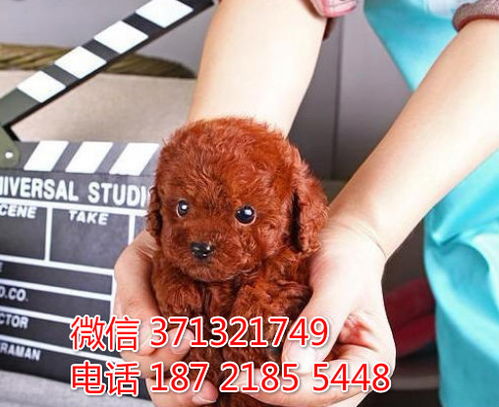 成都泰迪犬出售纯种幼犬,成都犬舍 成都哪里有卖狗狗