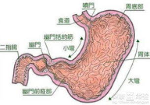 如中药何治疗胃窦炎