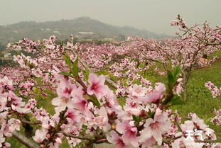 2019成都龙泉驿桃花开了吗 龙泉驿哪里桃花最好看 