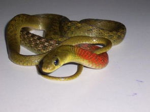 蛇身青色带白点蛇头下方有一节红斑是什么蛇 