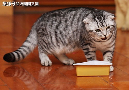 猫咪胃口不好吃什么开胃