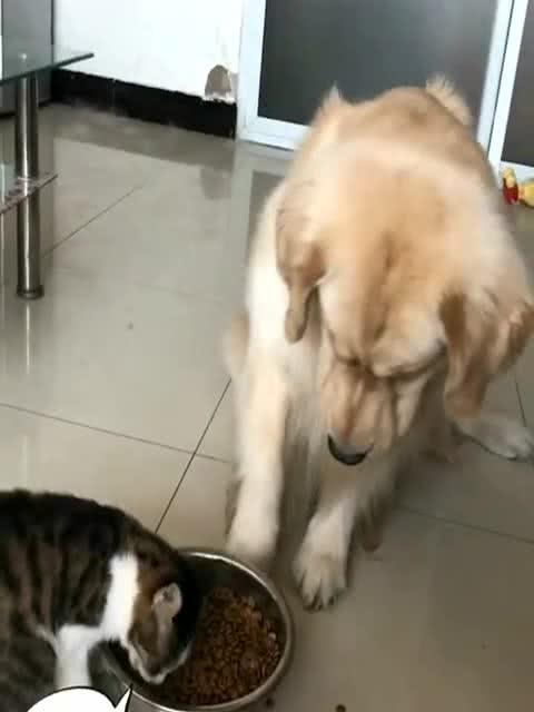 金毛发现猫咪偷吃狗粮,狗狗会怎么做,这是要萌翻我呀 