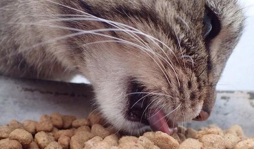 猫咪不吃东西是肠胃不舒服 铲屎官得注意猫咪饮食失调症的危害