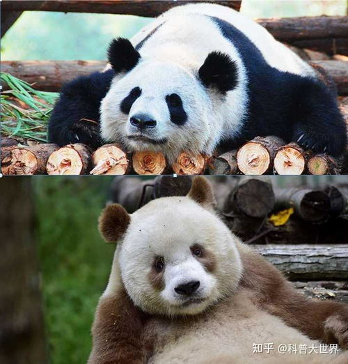 秦岭第 10 次发现野生棕色大熊猫,为什么秦岭这个大熊猫是棕色的 和普通熊猫差别在哪里 