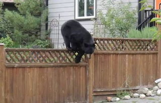 在加拿大,一只黑熊竟以这种姿势敲中国人家门 结果悲剧了 搜狐宠物 搜狐网 