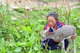 Tibetan girl saves baby sheep 