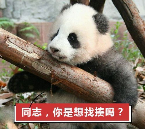 我能舔熊猫吗 这些关于大熊猫的假科普,外国网友彻底懵了 