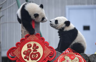 大熊猫宝宝贺新春