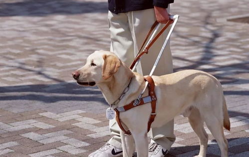 导盲犬在带主人误上了自动扶梯前,瞬间改道,顿时萌翻了周围人