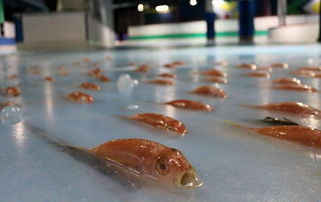 日本溜冰场为宣传冰下铺5000条真鱼,惹怒网名 