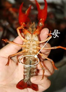 没有小龙虾的夏天,是不完美的 给你递上一份小龙虾秘密攻略