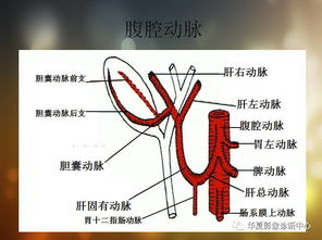 腹部动脉血管解剖图 搜狗图片搜索