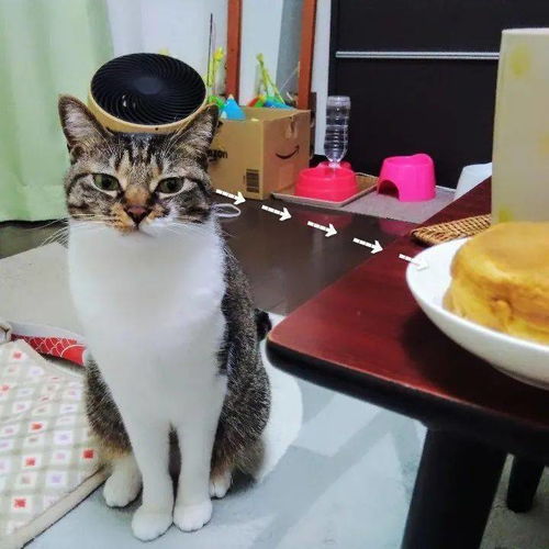 准备吃面包,把面包放在猫面前,它却露出这种表情 