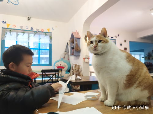 大学可以养猫吗 