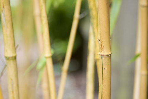 凤尾竹和夏威夷竹子的区别？