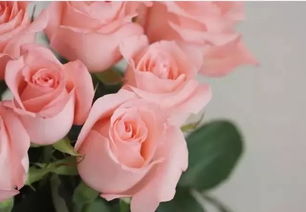 冷美人玫瑰花语,白玫瑰代表什么意思，我是女生，送白玫瑰给闺蜜不要紧吧？