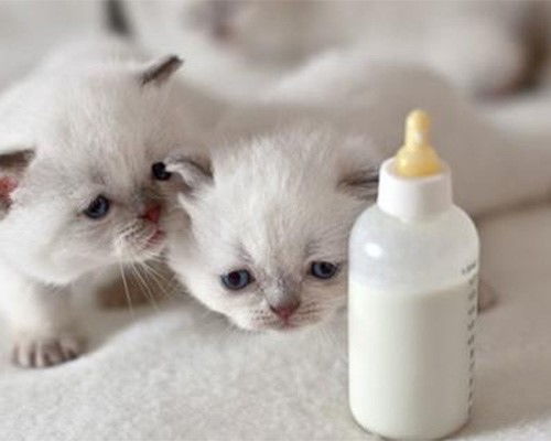 什么猫咪奶粉好而不贵 五大高性价比猫羊奶粉