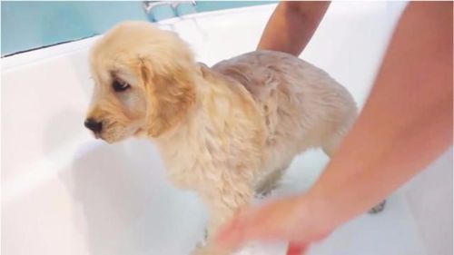 你知道怎么给狗狗洗澡是正确的么 洗不好狗狗会致命,快看看吧 