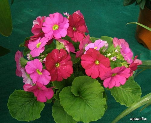 这3种花,花期长好管理,花量大颜值高,家里养2盆,阳台变花海 花卉 