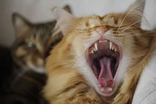 猫咪口角炎是因为猫粮引起的吗