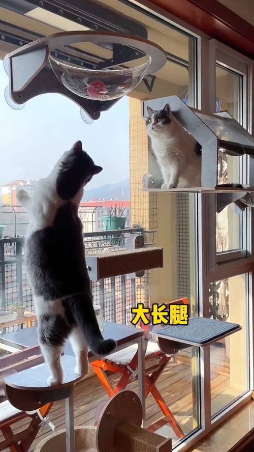 矮脚猫与正常长脚猫的区别 二 差一大截子的竟然不是腿,而是智商 