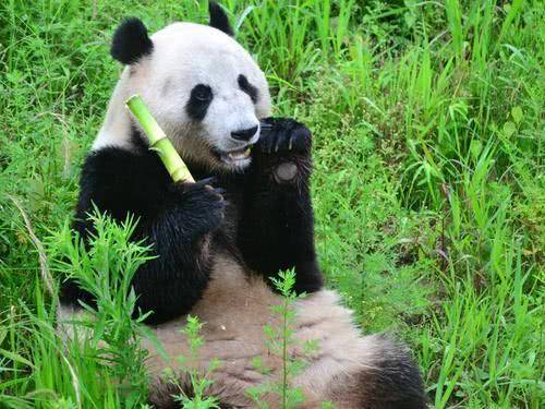 大熊猫为什么不吃肉改吃竹子 真的是因为丢失味觉基因吗
