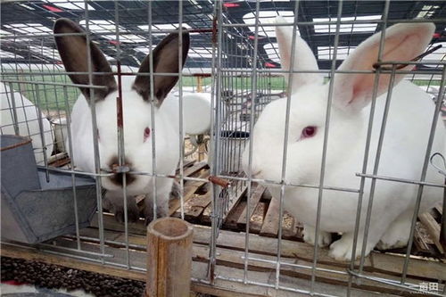 蓬安新西兰种兔什么价格 山东宏利兔业