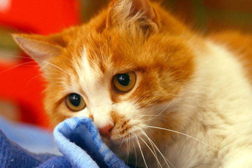 猫咪患猫鼻支需要用什么药,猫鼻支吃什么药能治好