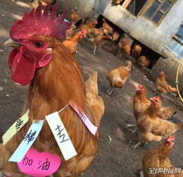 养鸡场助威绝地求生中国队 鸡身贴满加油 