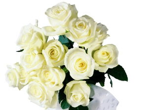 白玫瑰的寓意和花语