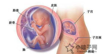 怀孕三个月胎儿，怀孕3个月的胎儿发育情况
