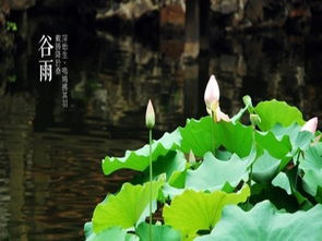 谷雨是啥时候