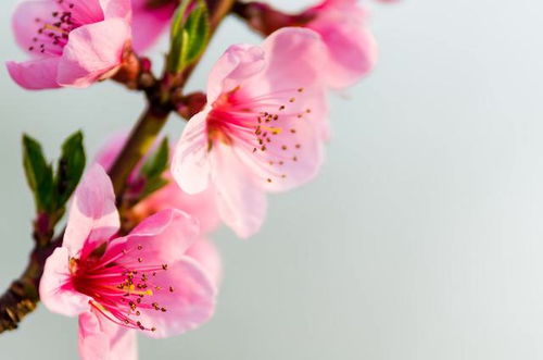 散文 桃花静美