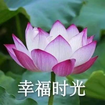 花朵带字微信头像图片