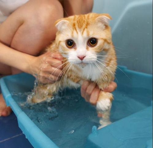 给猫咪洗澡的正确方式,防止被咬