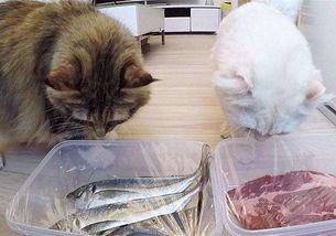 猫咪是食肉动物,那可以给猫咪喂食生肉吗 喂食前得了解这些知识