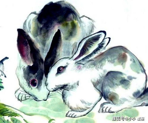 属兔的人在农历几月出生,是上天安排的 玉兔命 ,一生非富即贵