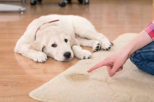 为什么狗狗在家会乱拉乱尿 6步训练帮你改善
