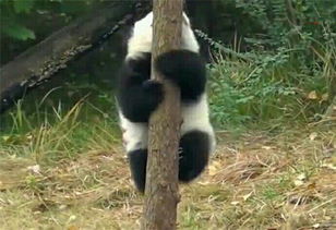 熊猫一岁不到便能爬树 这技术怀疑它是猫科动物 