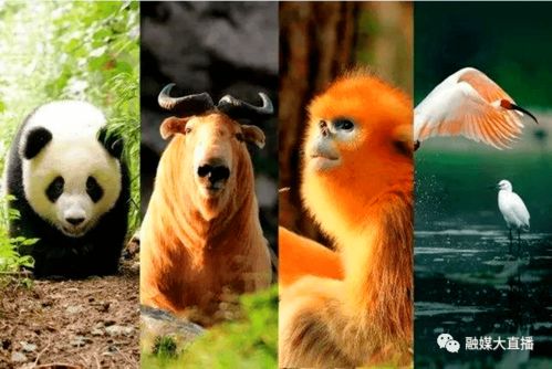 全球唯一圈养棕色大熊猫即将公开亮相