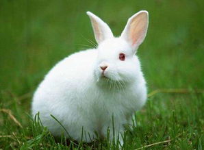 属兔的寿命是多少