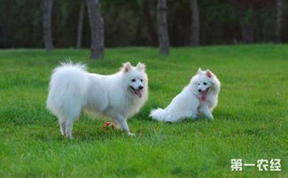 银狐犬要怎么养 银狐犬的饲养方法 